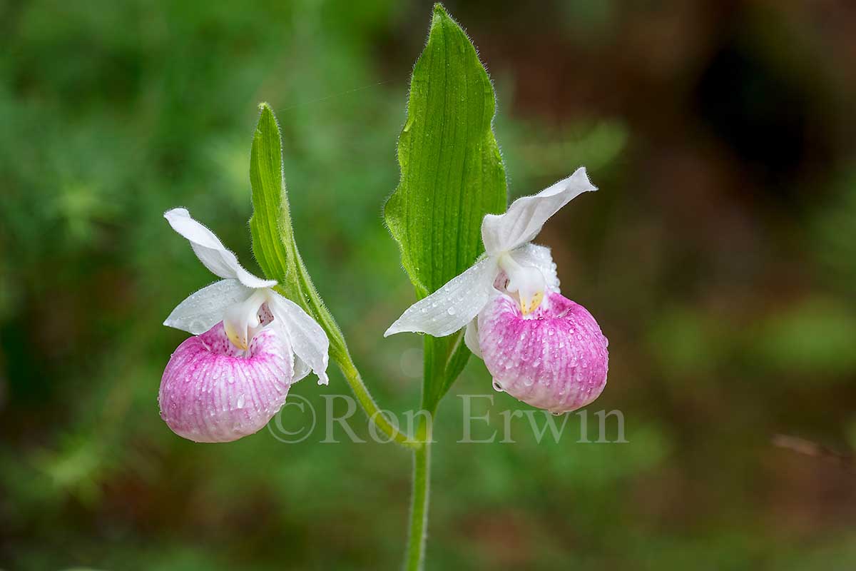 Showy Lady's Slippers