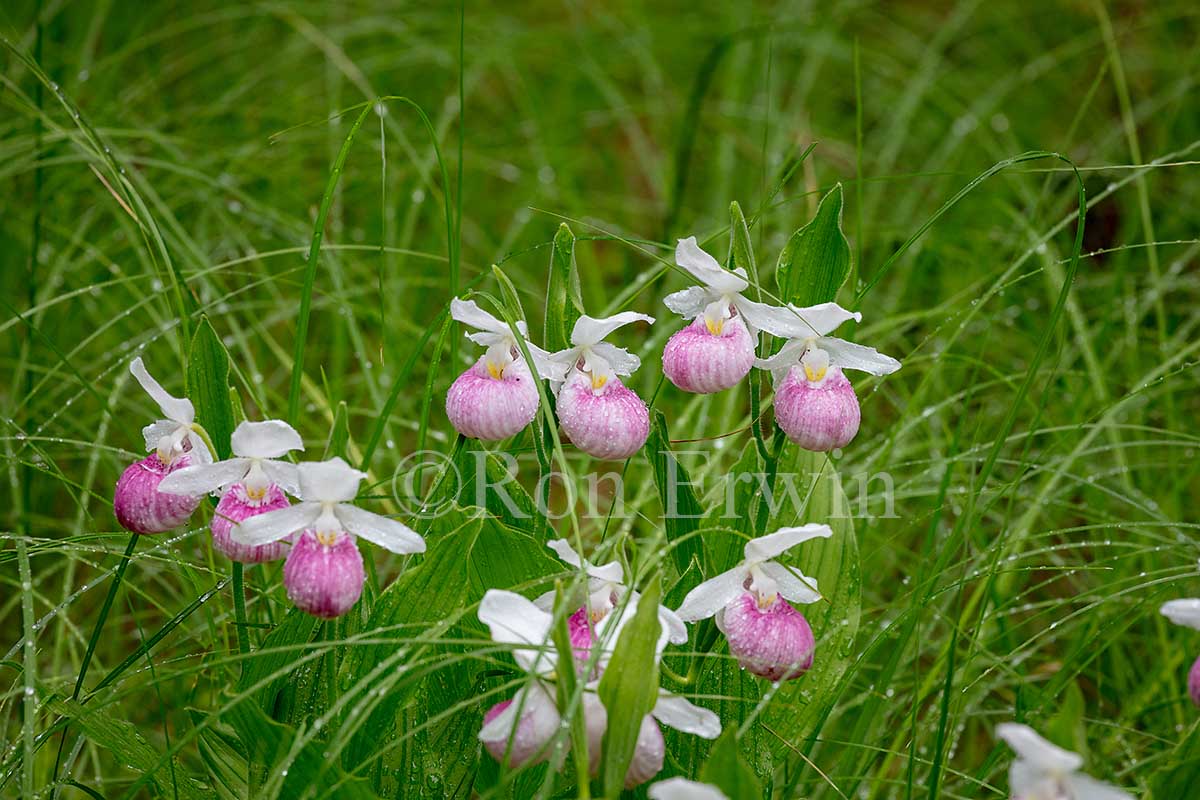Showy Lady's Slippers