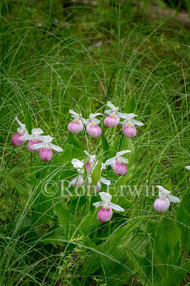 Showy Lady's Slippers