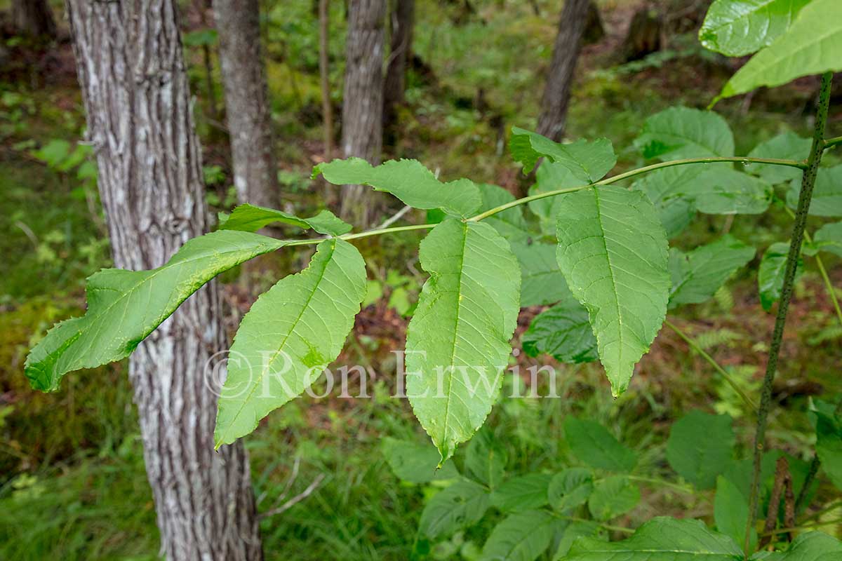 Black Ash Leaflets