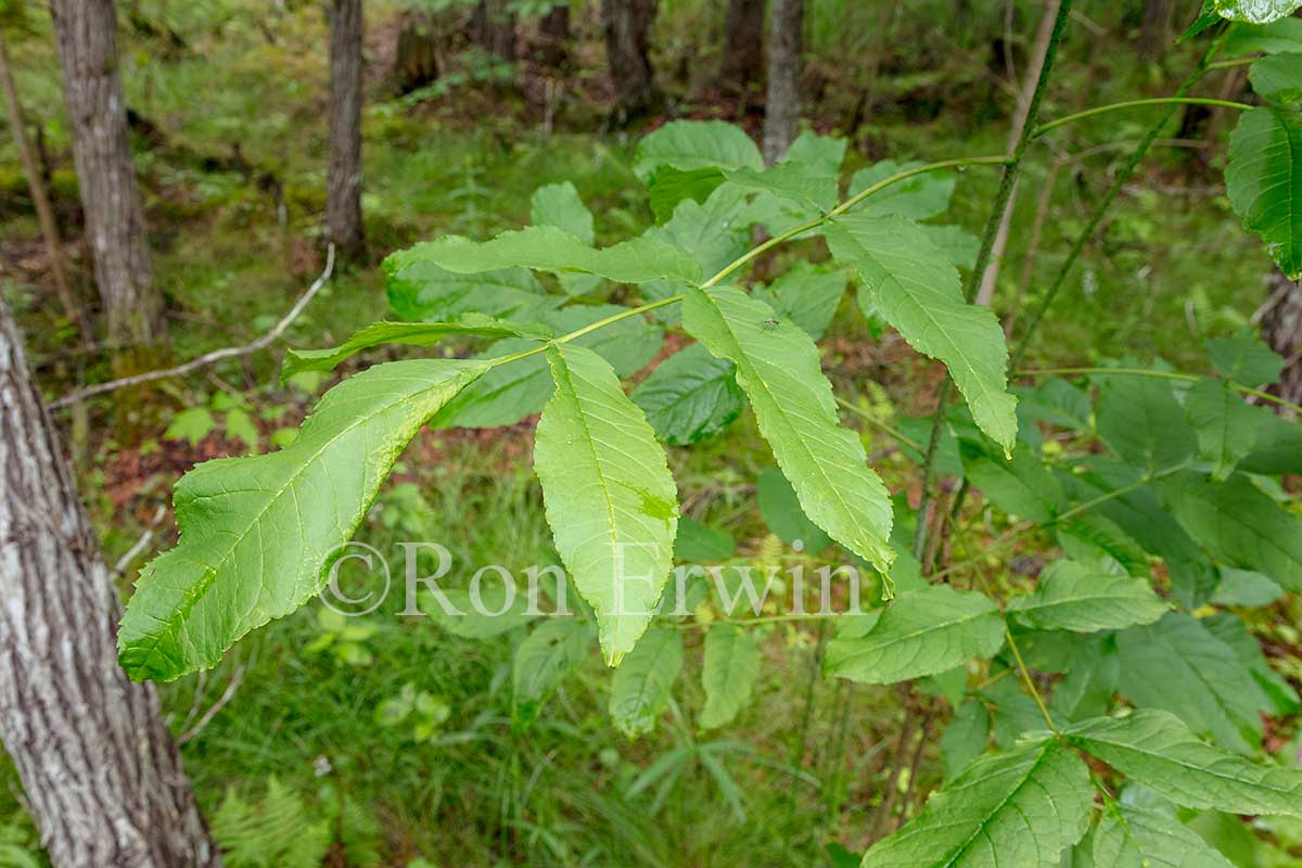 Black Ash Leaflets