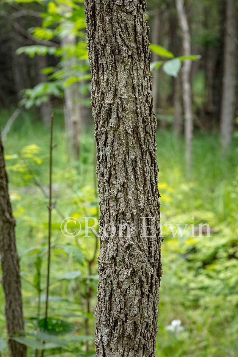 Black Ash Tree Bark