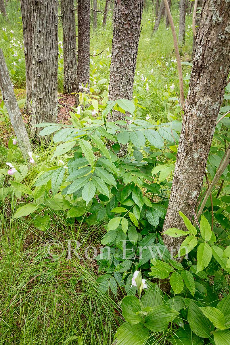 Black Ash Tree