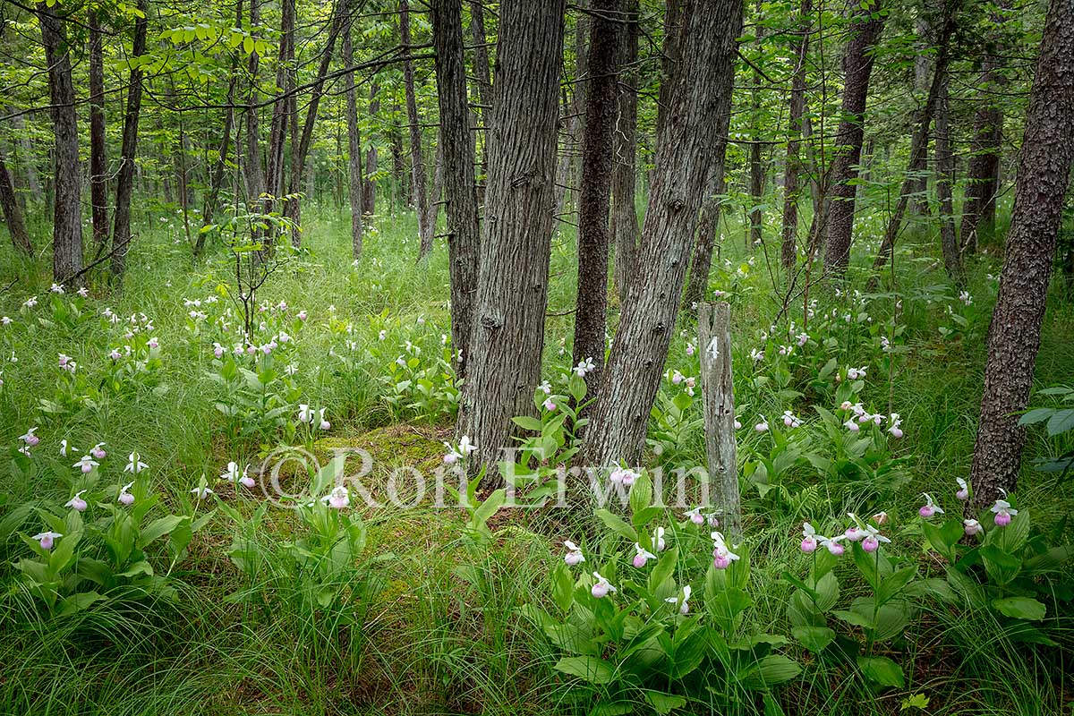 Showy Lady's Slippers