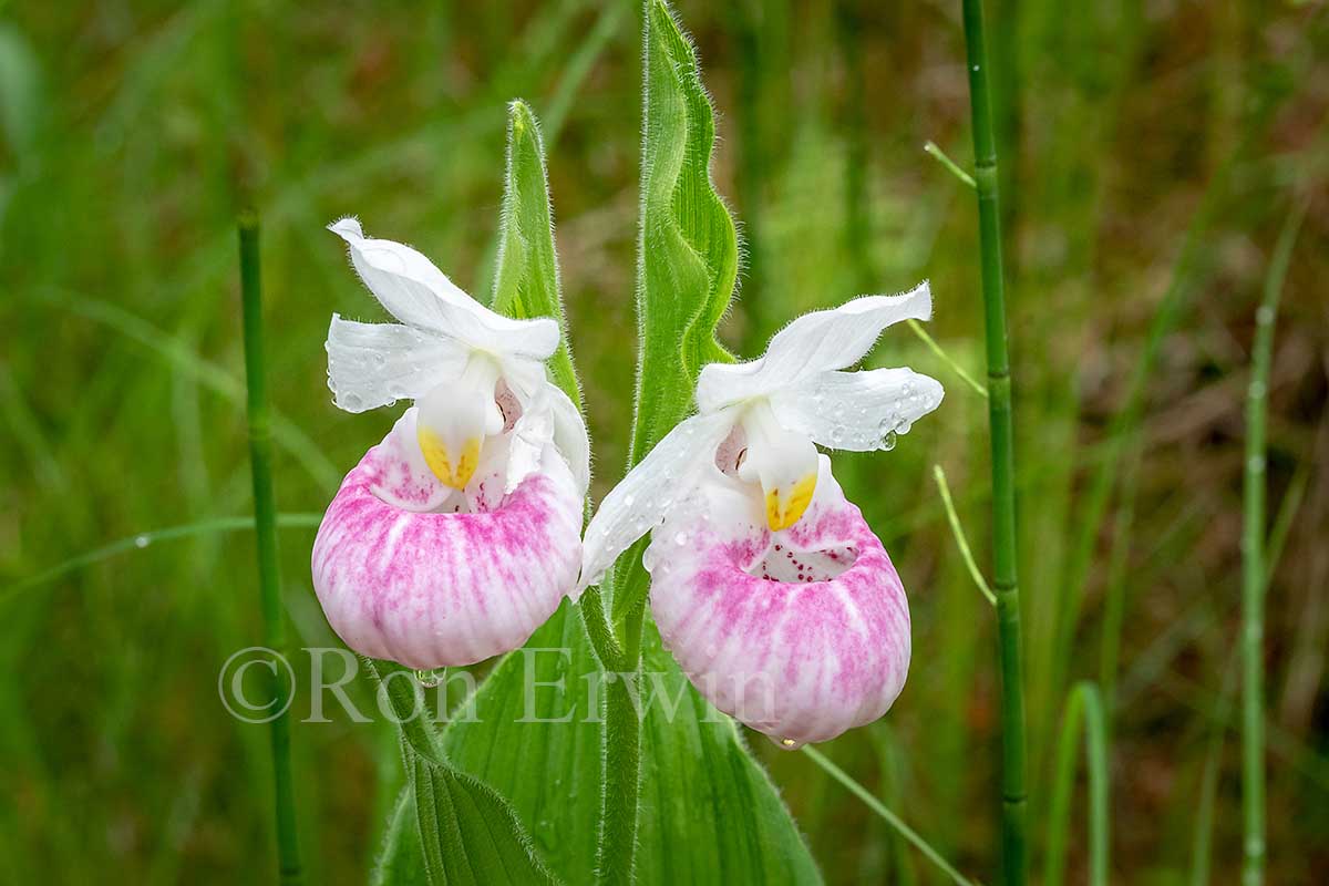 Showy Lady's Slippers