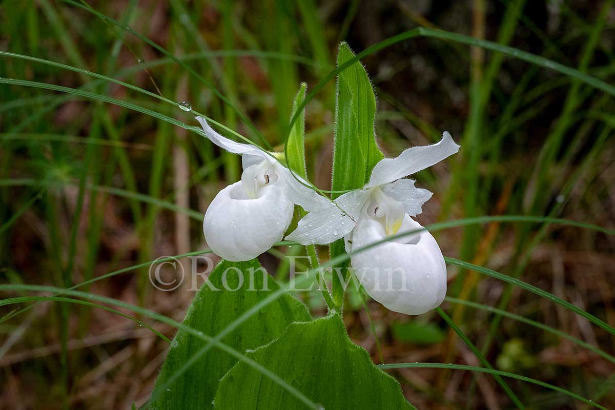 Showy Lady's Slippers