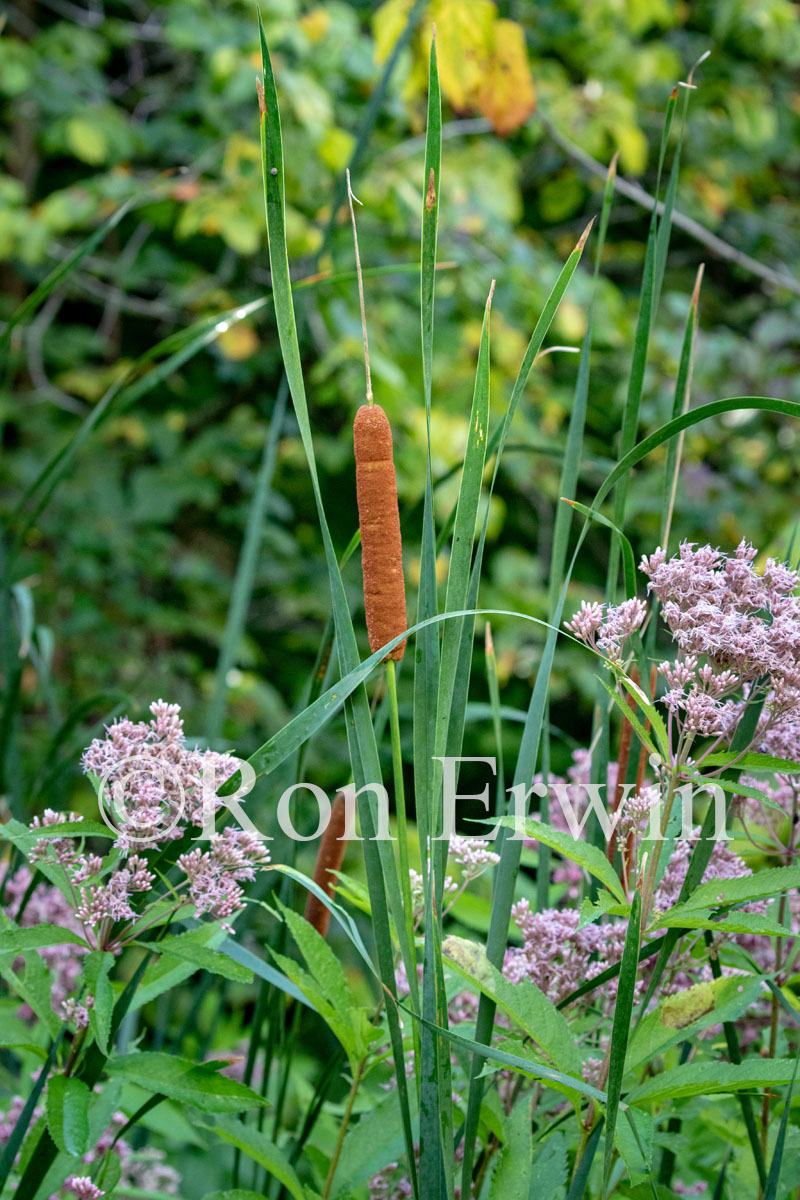 Cattails & Joe Pye Weed