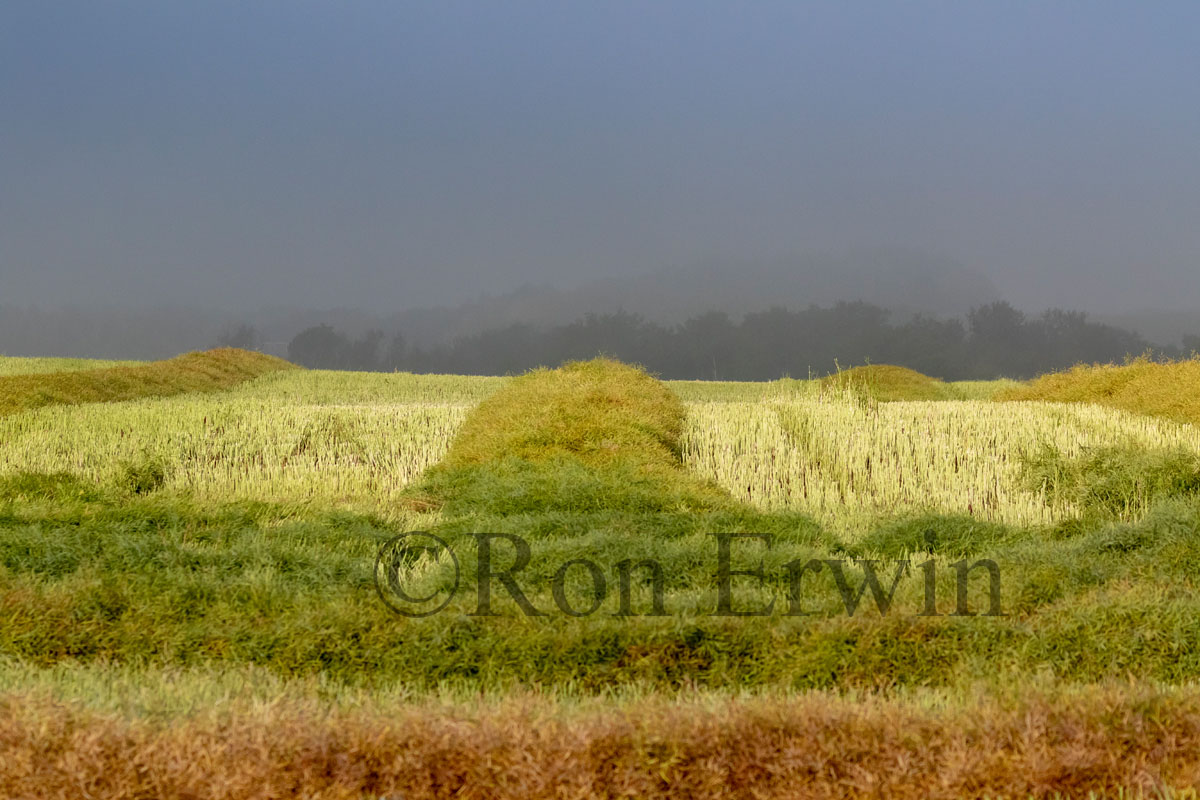 Manitoba Fields