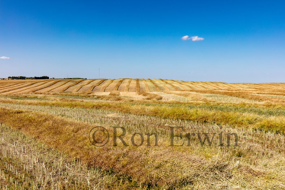 Alberta Fields