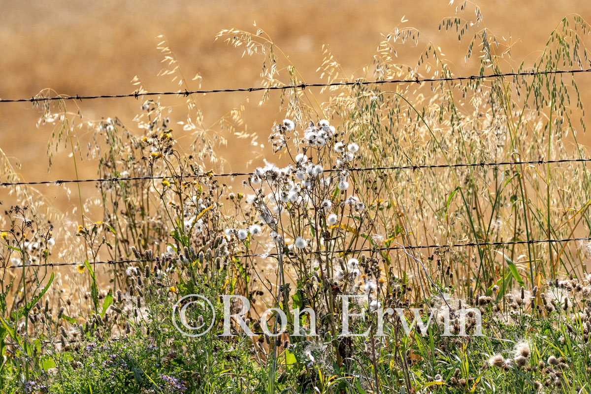 Thistles and Fencing