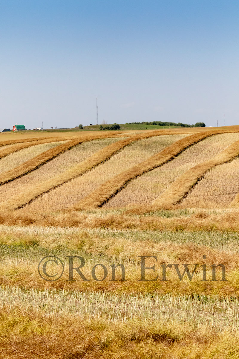 Alberta Fields