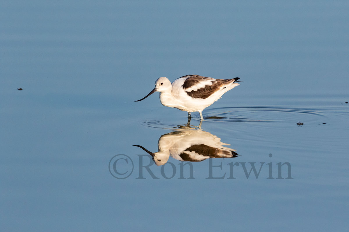 American Avocet
