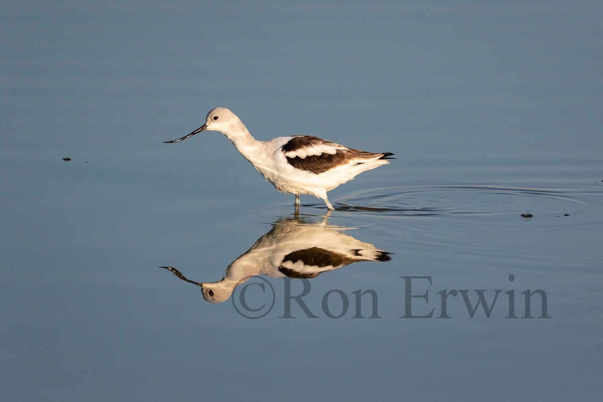 American Avocet