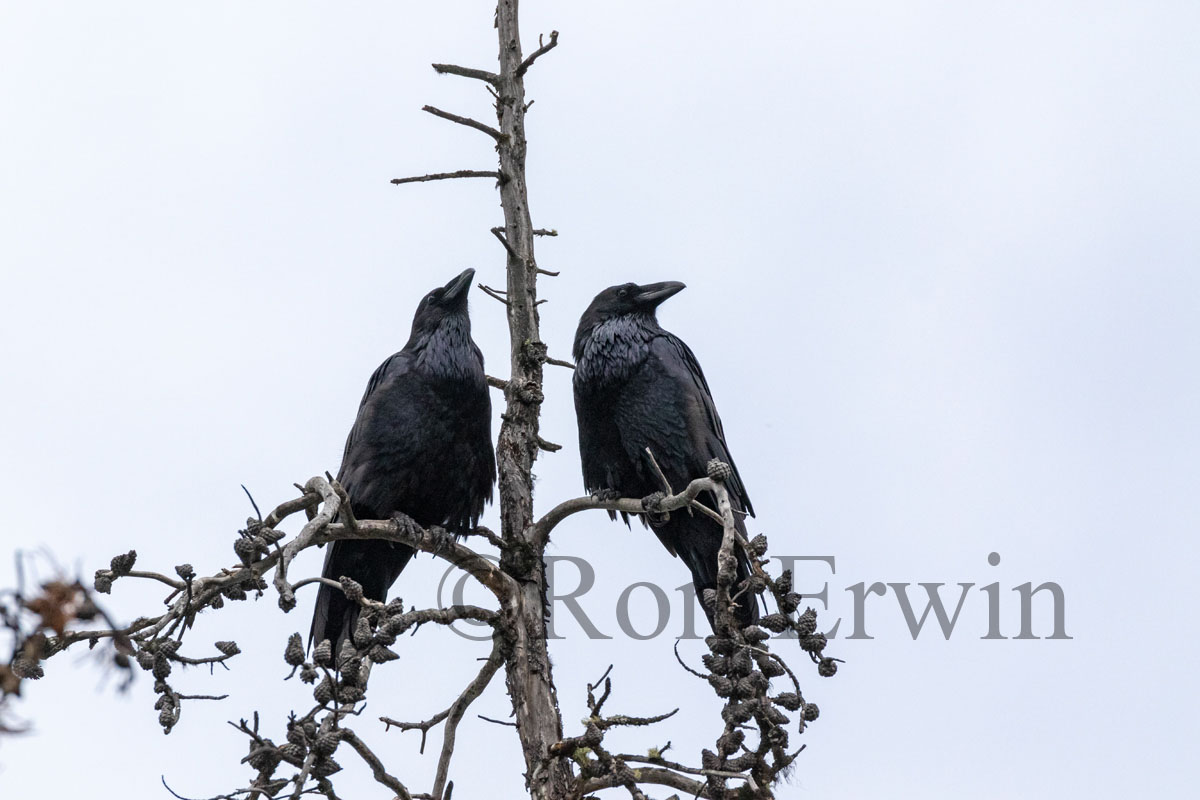 Ravens
