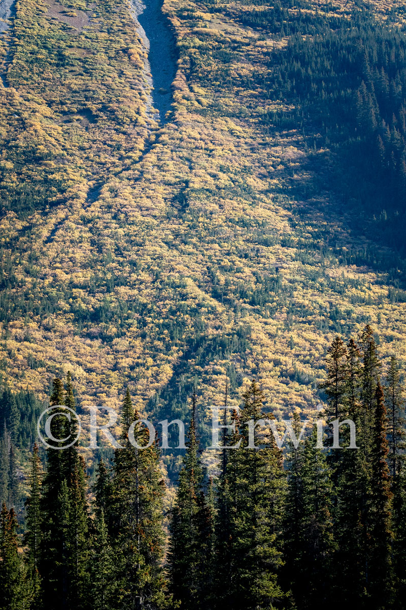Icefields Parkway, AB