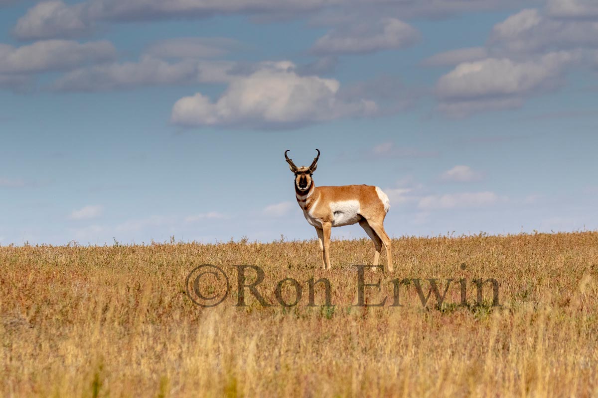 Male Pronghorn