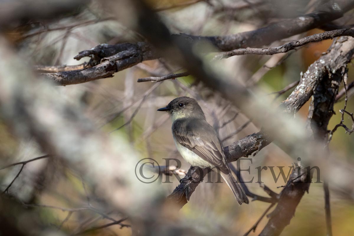 Eastern Phoebe