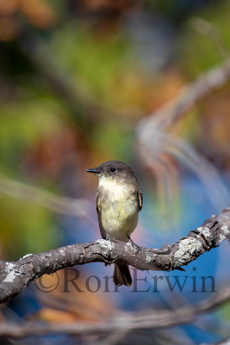Eastern Phoebe