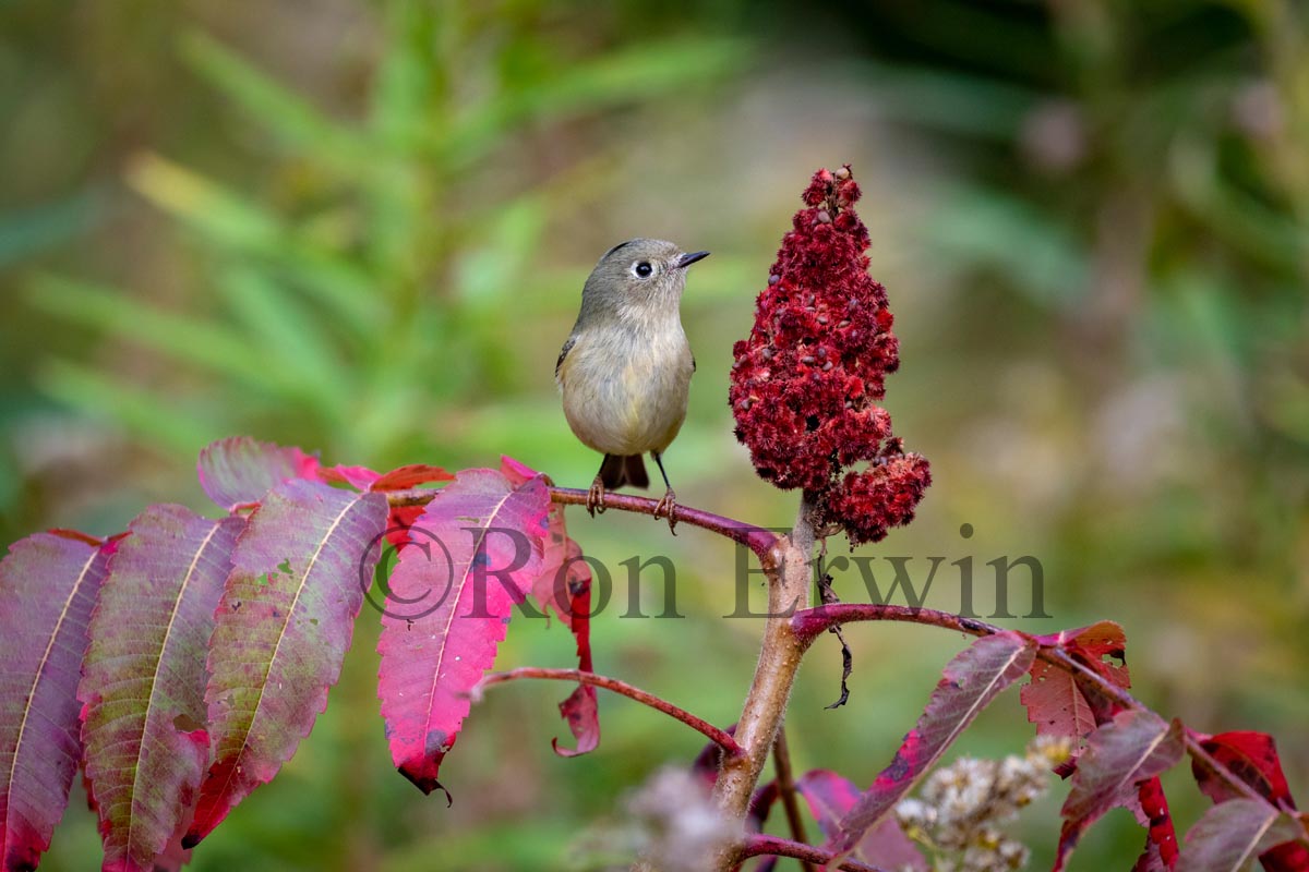 Ruby-crowned Kinglet