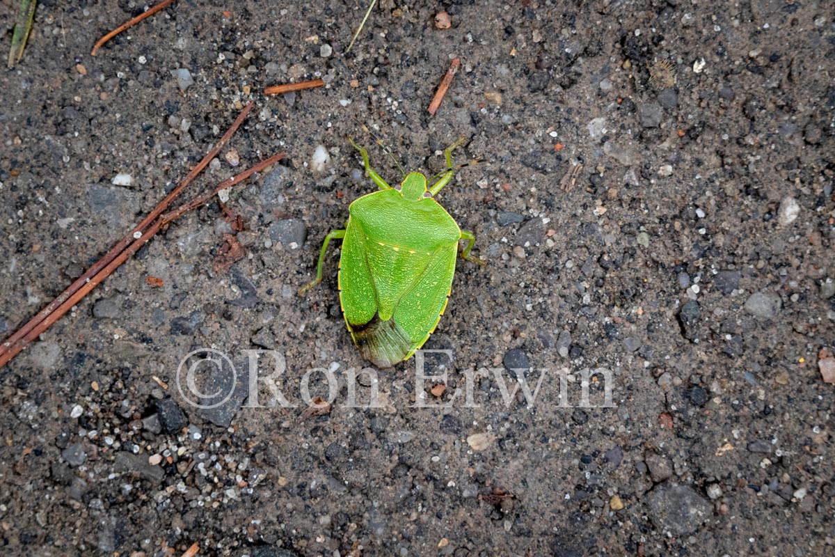 Green Stink Bug