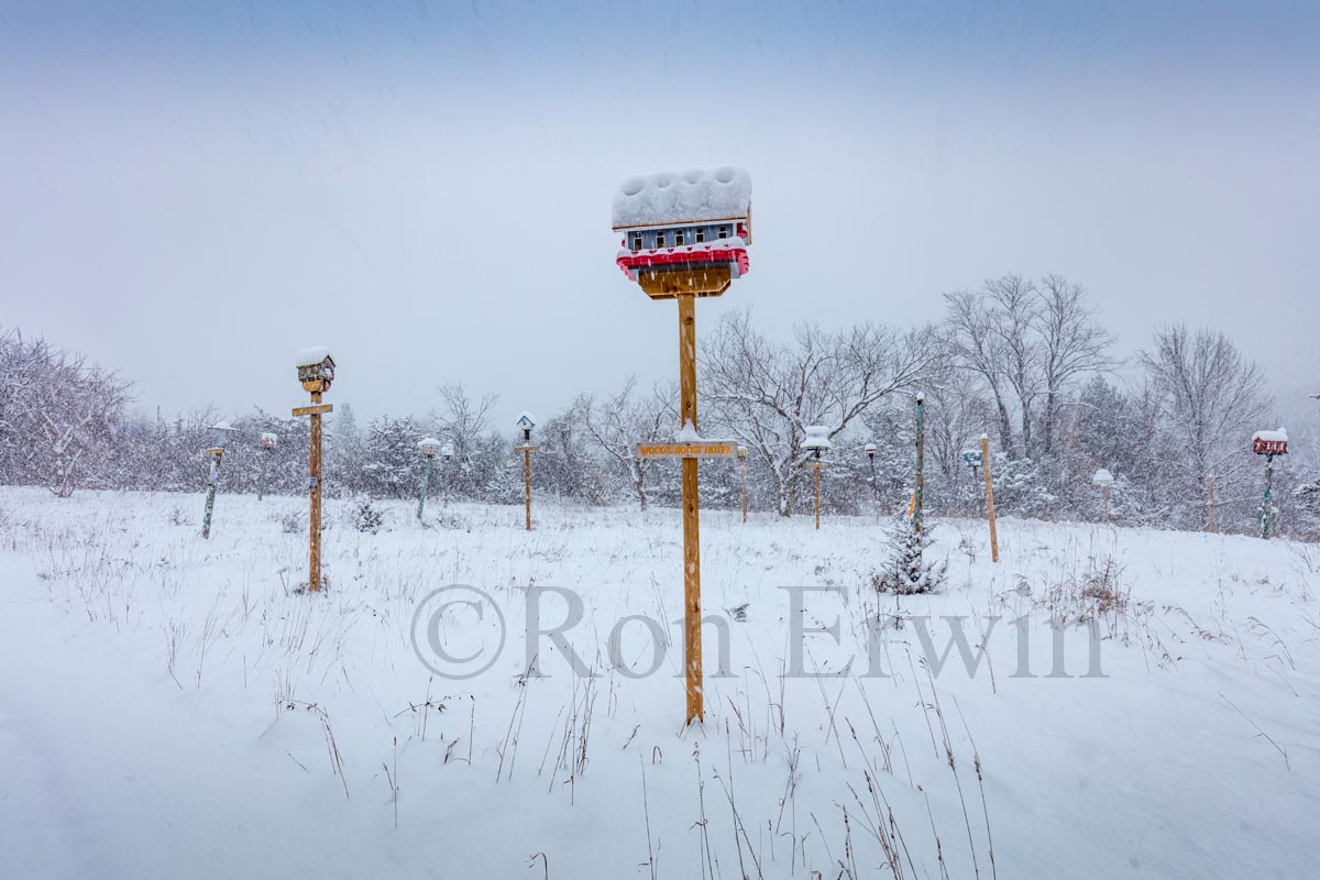 Birdhouse City & Winter