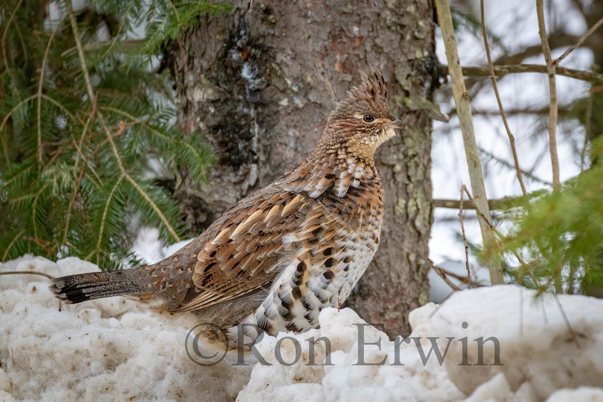 Ruffed Grouse