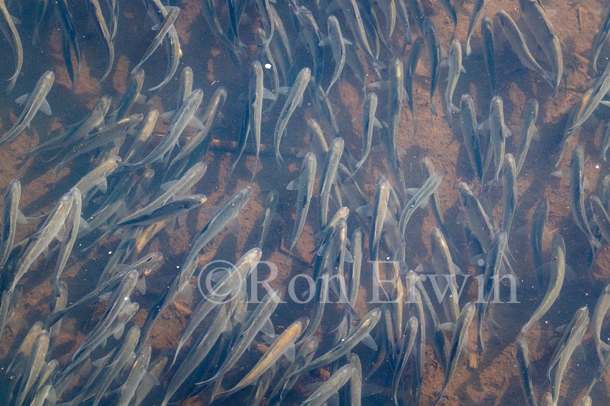 American Gizzard Shad