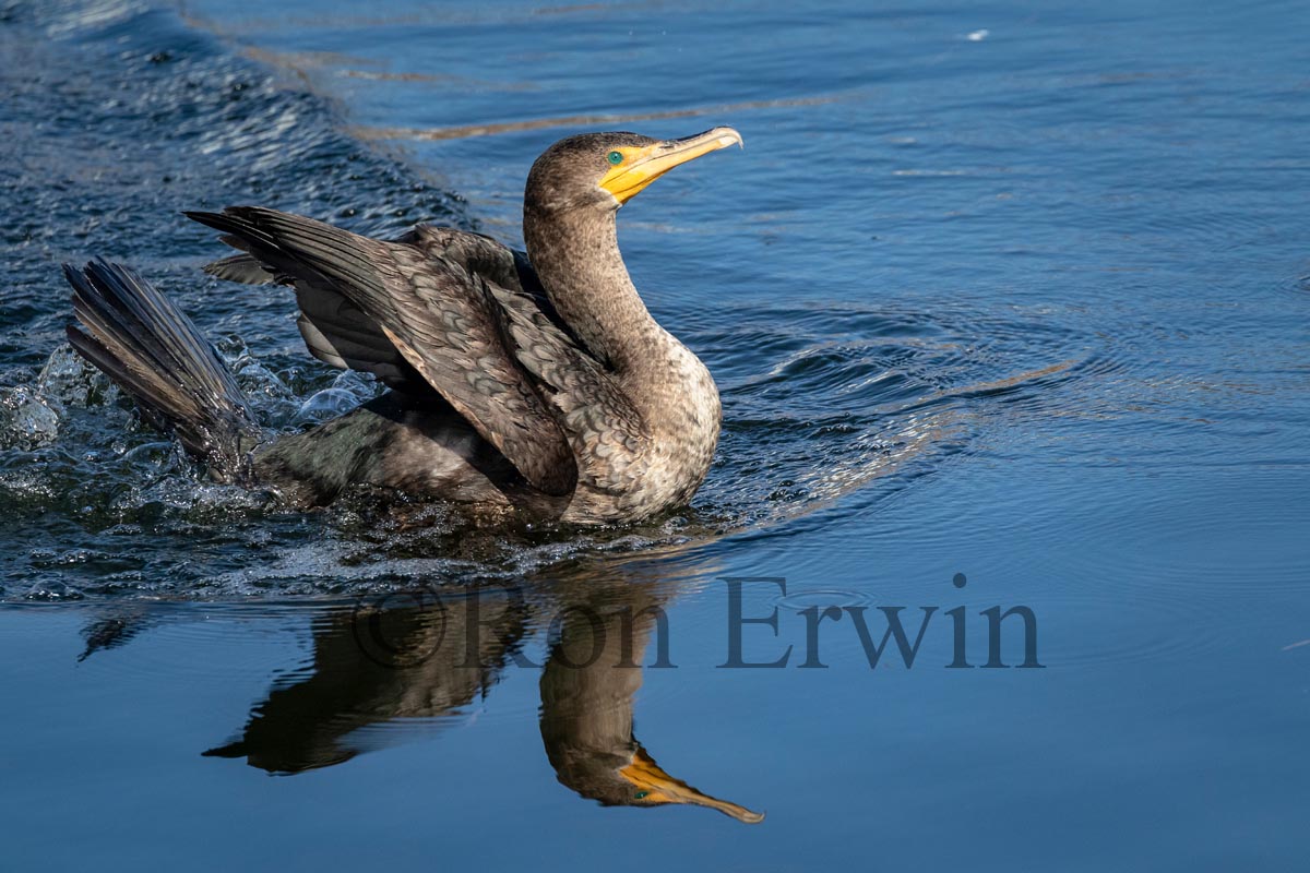 Double-crested Cormorant