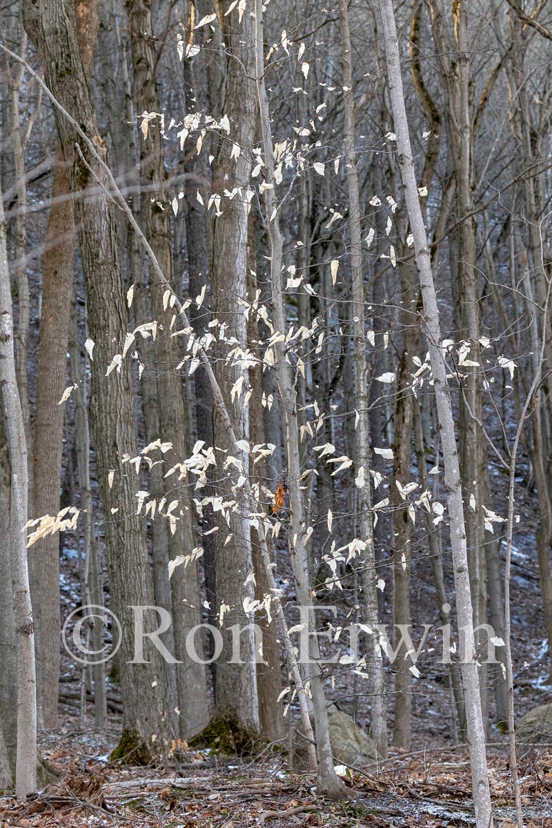 Beach Leaves in Winter