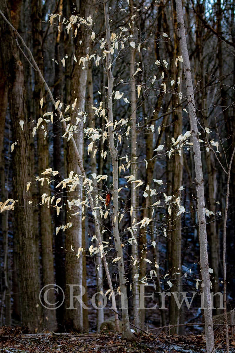 Beach Leaves in Winter
