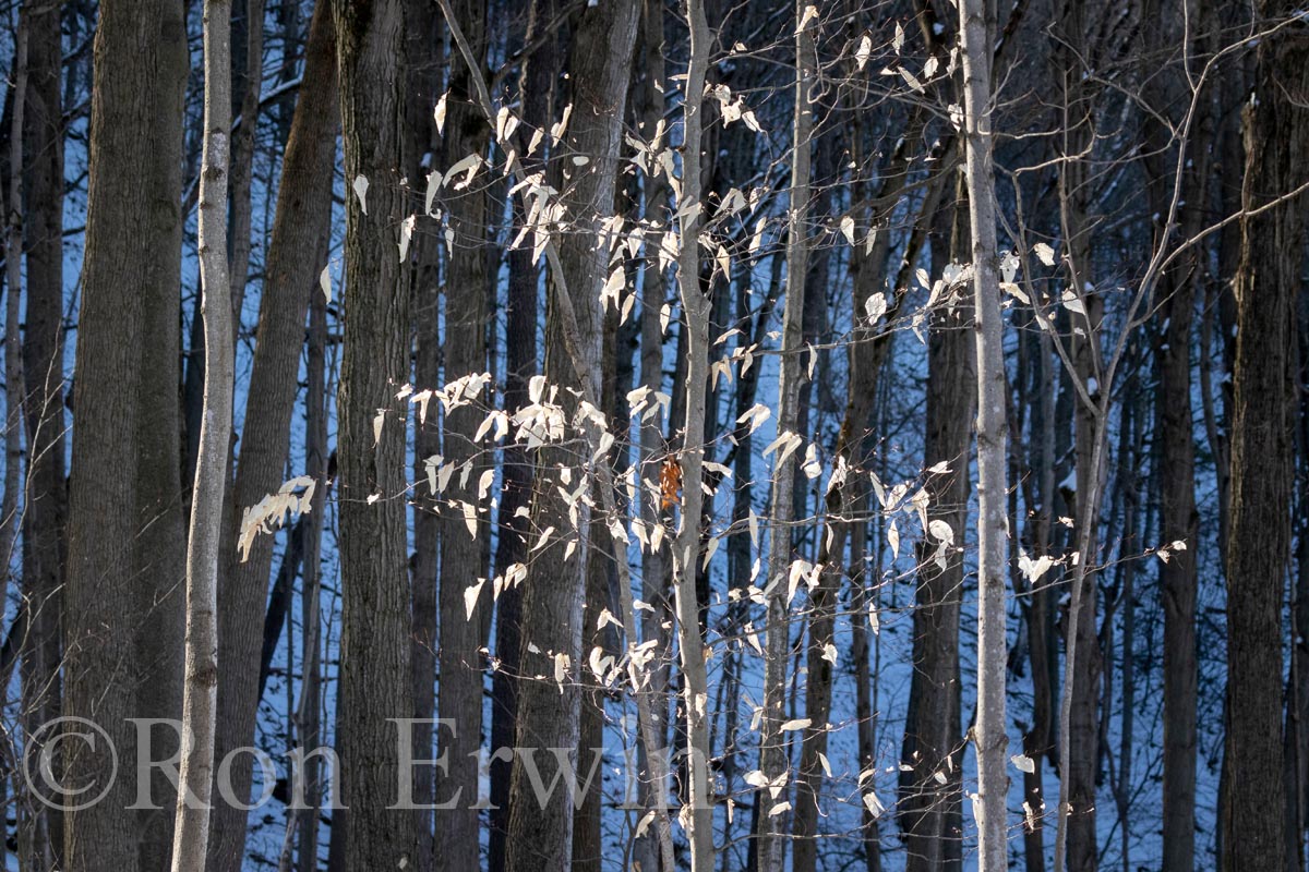Beach Leaves in Winter