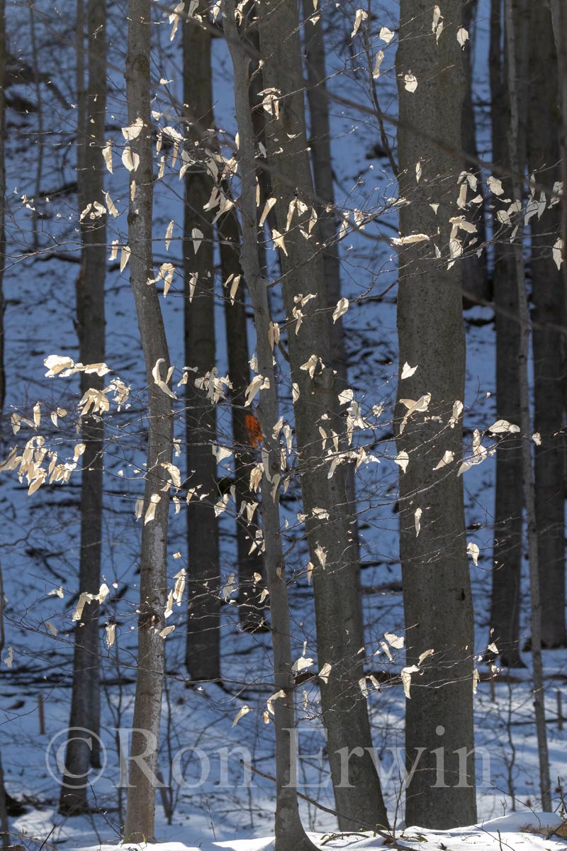 Beach Leaves in Winter