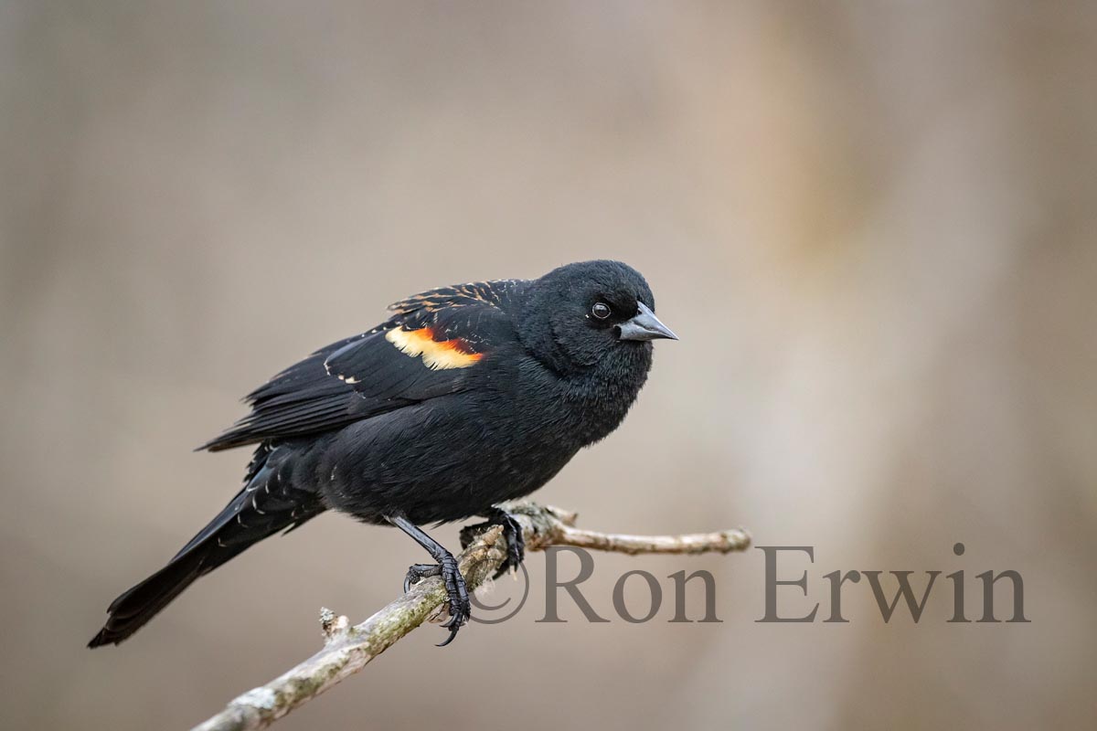 Red-winged Blackbird Male