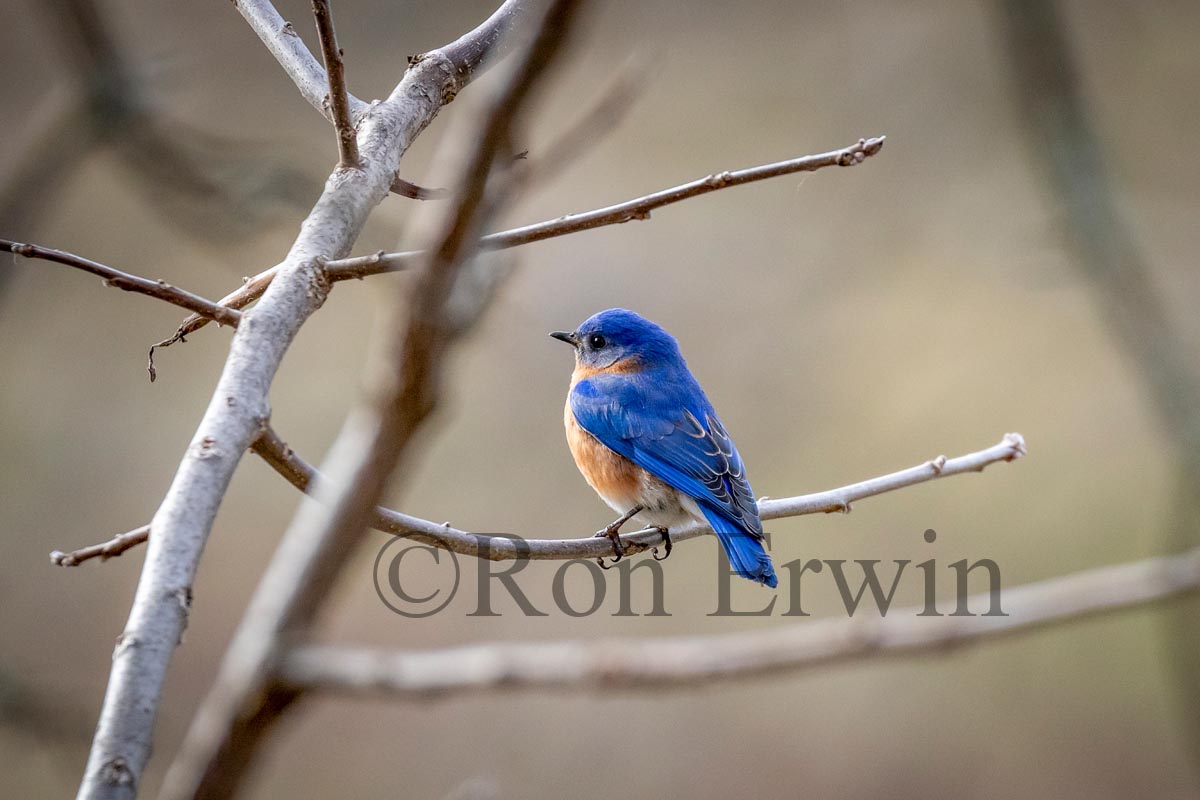 Male Eastern Bluebird