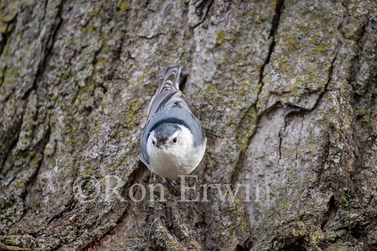 White-breasted Nuthatch
