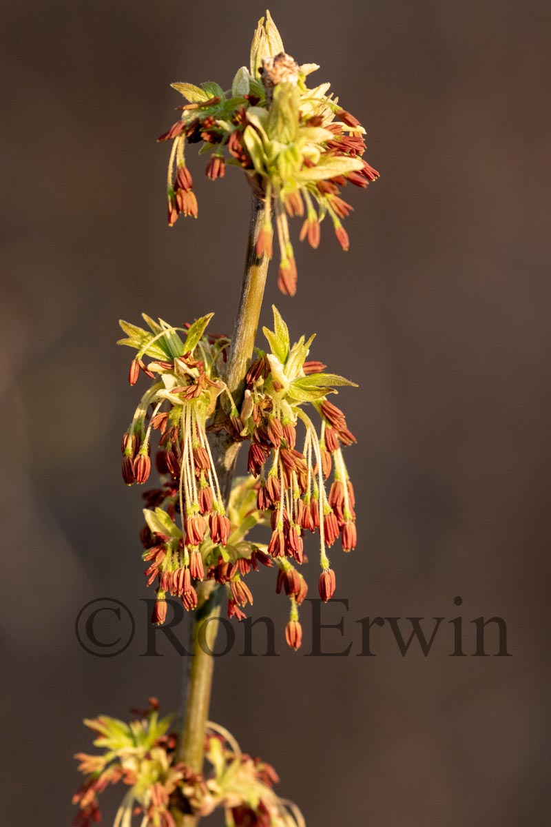 Male Boxelder Flowers