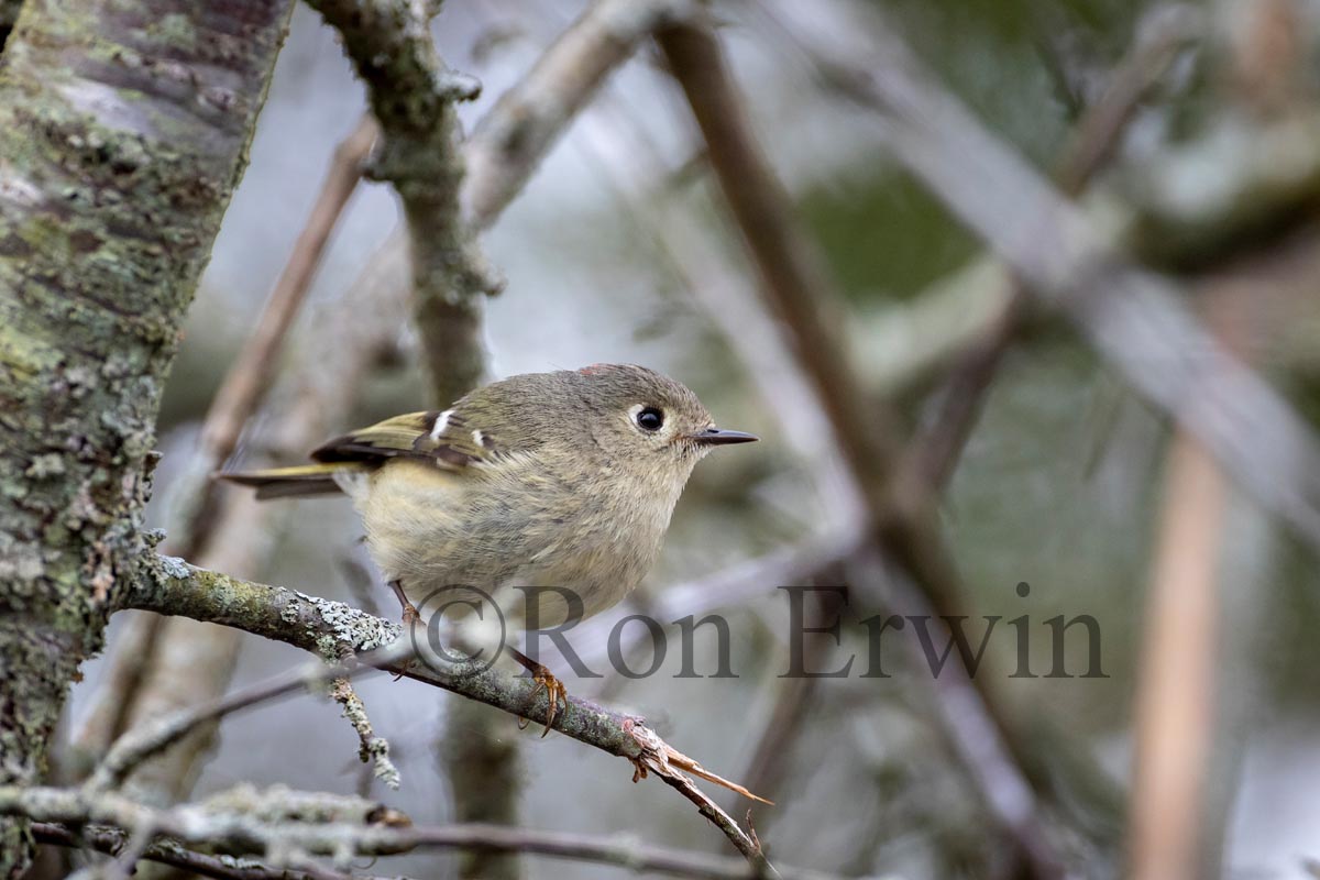 Ruby-crowned Kinglet