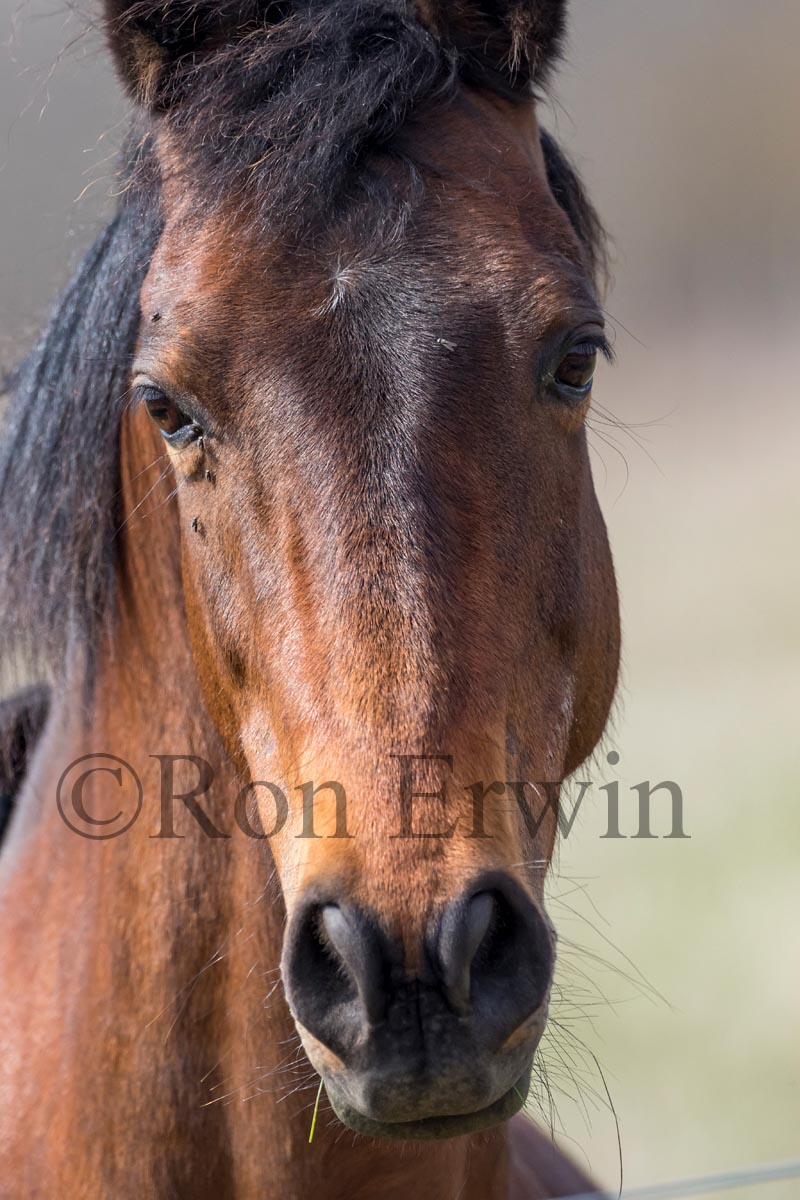Horse Portrait