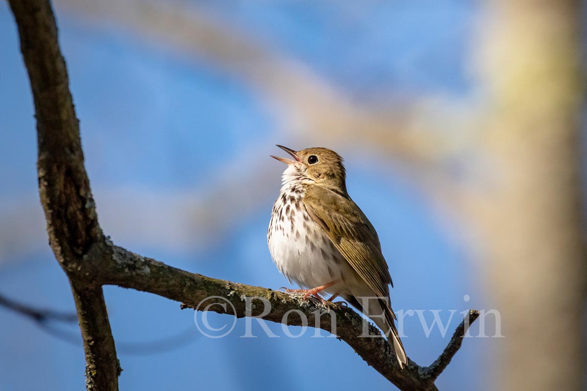 Ovenbird