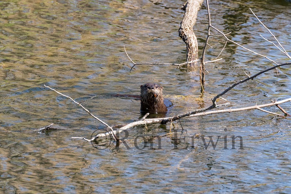 River Otter