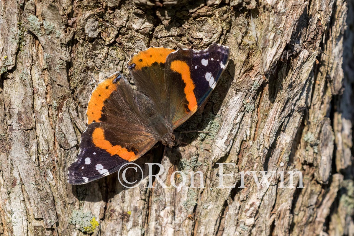 Red Admiral