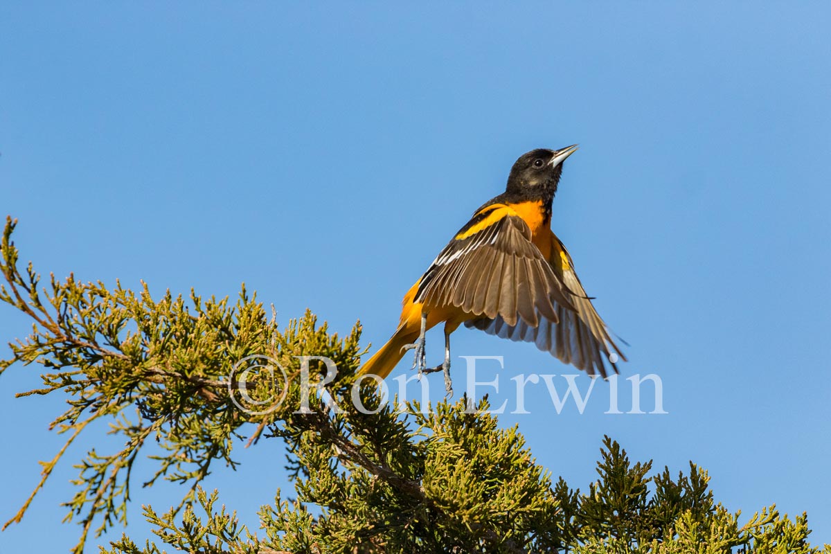 Baltimore Oriole Male