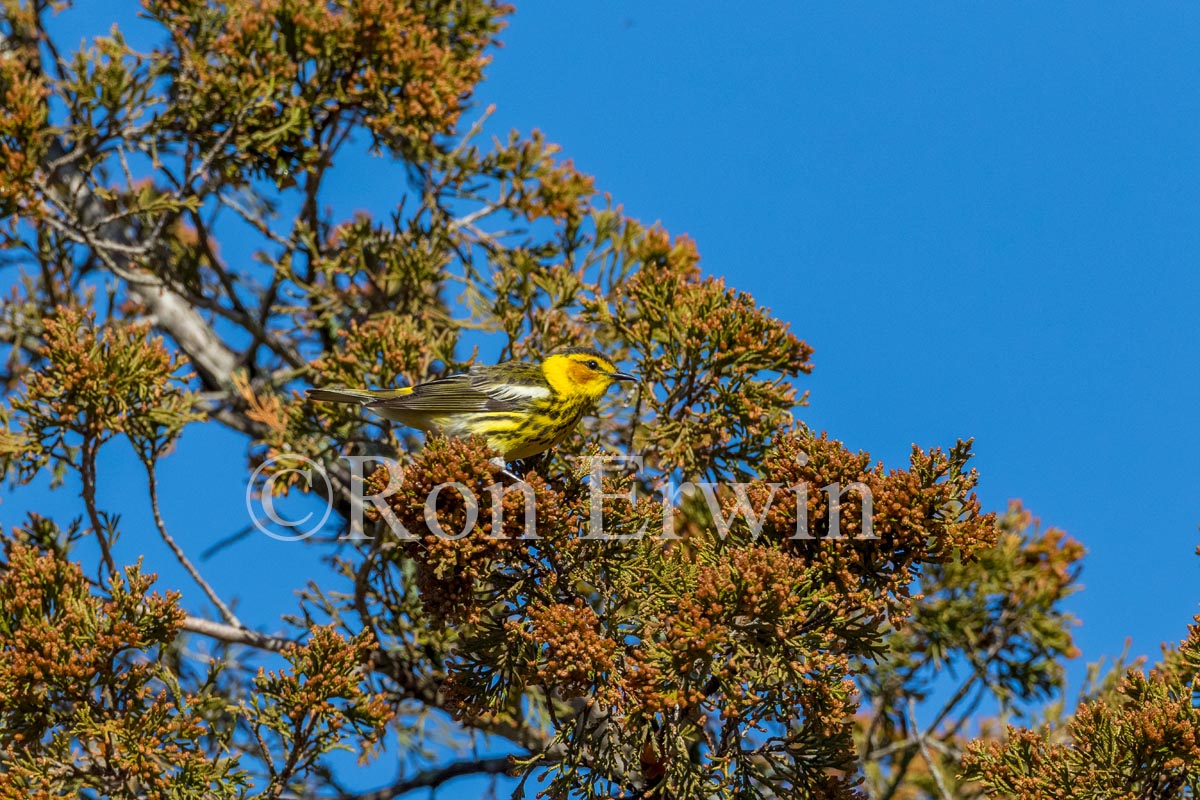 Cape May Warbler Male