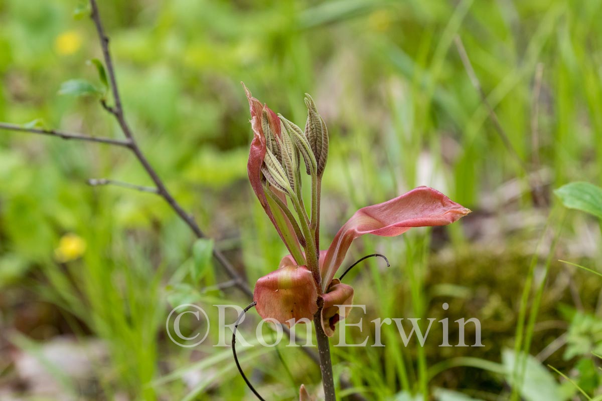 Shagbark Hickory Bud Scales