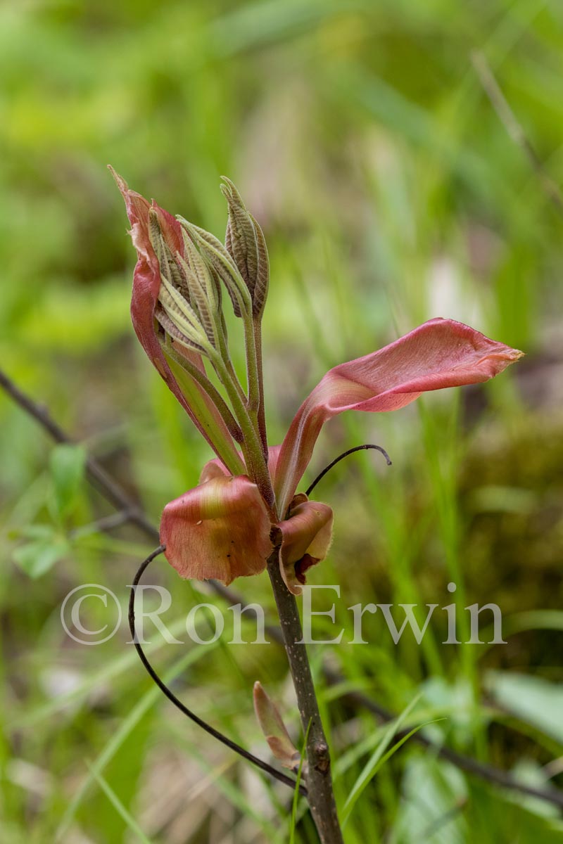 Shagbark Hickory Bud Scales