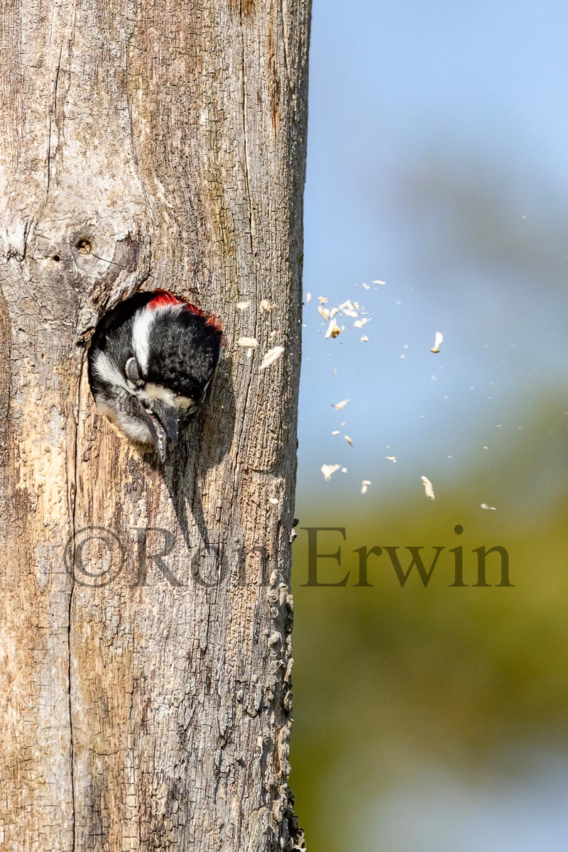 Male Downy Woodpecker