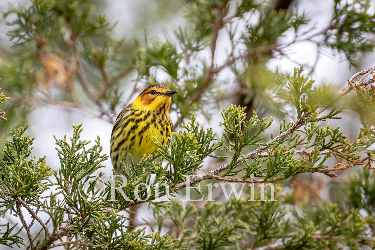 Male Cape May Warbler