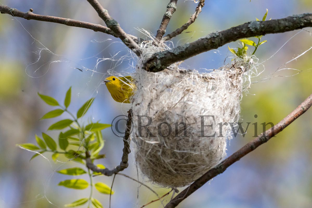 Yellow Warblers & Oriole Nest