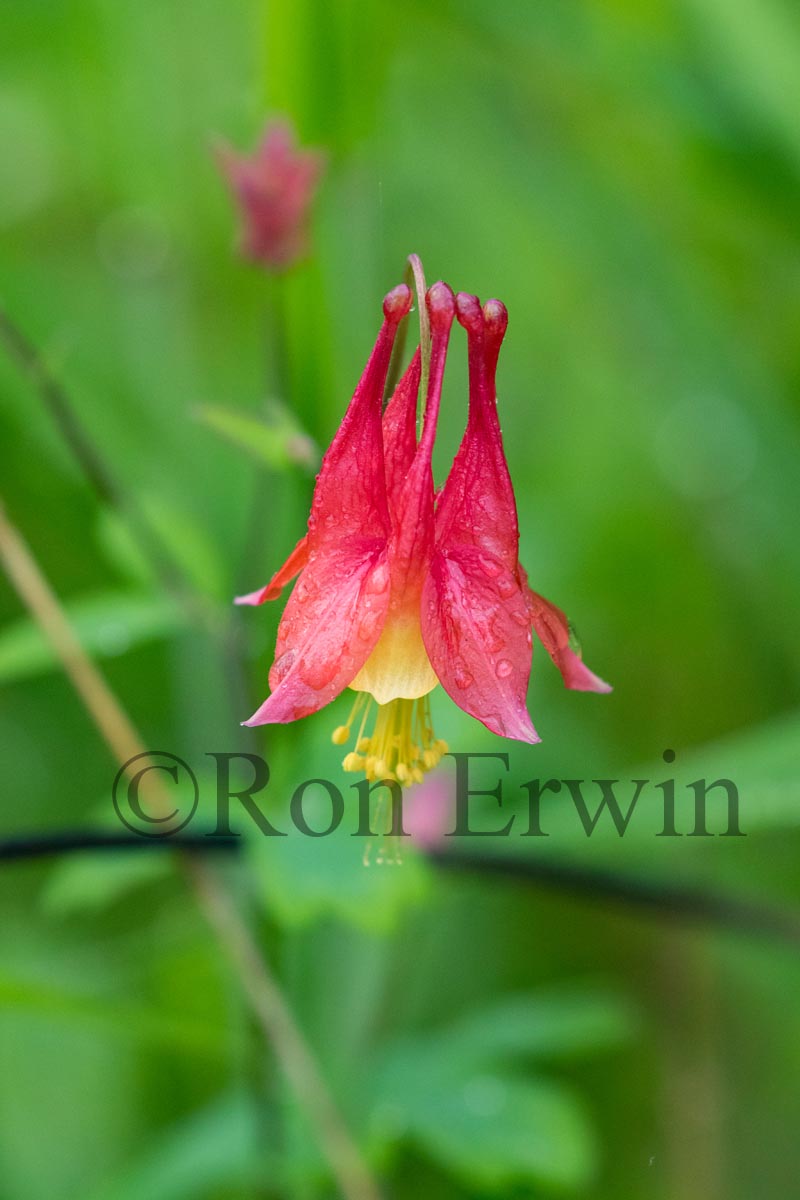 Wild Columbine