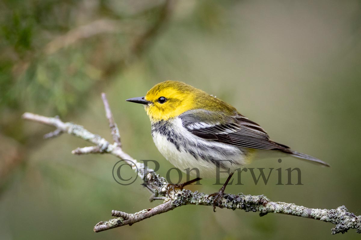 Black-throated Green Warbler Female
